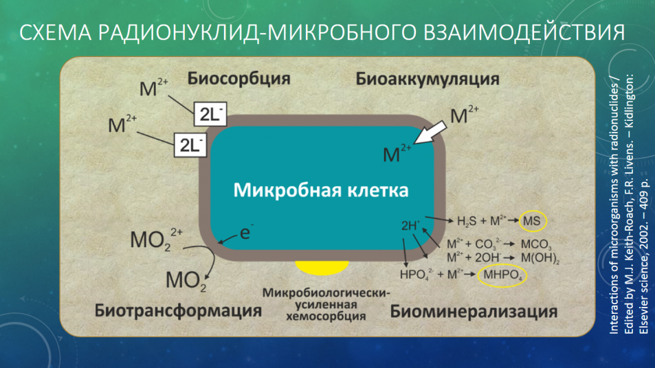 Схема радионуклид-микробного взаимодействия