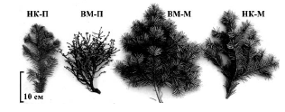 Рисунок 3 – 5-летние ветви Abies sibirica: НК-П – контроль к паразитарной ведьминой метле; ВМ-П – ведьмина метла паразитарная, ВМ-М – ведьмина метла мутационная; НК-М – контроль к мутационной ведьминой метле [11].
