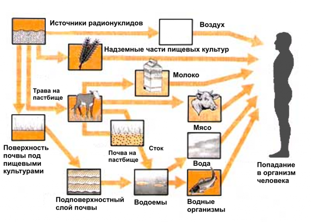 Схема путей миграции радионуклидов в окружающей среде по пищевым цепочкам [2]