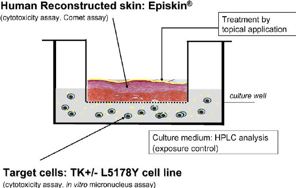Рисунок 2 – Упрощенная схема коммерческого набора Episkin[7].