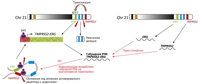 Рисунок 1 – Гибридная РНК для образования онкогенного белка TMPRSS2-ERG в клетках предстательной железы может образовываться двумя путями, показанными слева и справа. Первый механизм – формирование перестройки (крупной делеции) на хромосоме 21 с образованием гибридного гена. Хромосомная перестройка требует появления двуцепочечных разрывов в разных участках хромосомы и физического сближения этих участков. Их сближение, а также собственно транскрипция новообразованного гибридного гена стимулируются в ответ на активацию рецепторов андрогенов. Второй механизм – транс-сплайсинг РНК-продуктов двух нормальных генов, считывающихся с хромосомы 21, не содержащей перестроек.