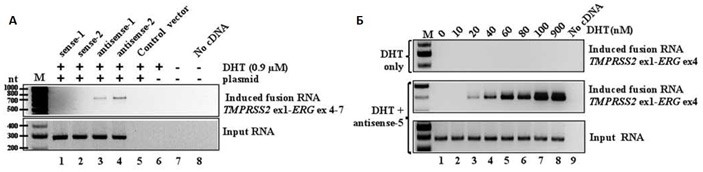 Рисунок 2 – Демонстрация инициации хромосомной перестройки под влиянием гибридных РНК в различных вариантах эксперимента. На электрофорезах темные полосы указывают на присутствие фрагмента ДНК определенного размера, толщина этих полосок пропорциональна количеству ДНК. Input RNA – собственно продукт минигена гибридной РНК, введенного в клетки на искусственном векторе. А – эксперимент с разными вариантами минигенов гибридных РНК: дорожки 1 и 2 соответствуют двум вариантам гибридных смысловых РНК (результат отрицательный: гибридный ген не появляется), дорожки 3 и 4 – двум вариантам гибридных антисмысловых РНК (результат положительный: появился продукт гибридного гена в верхнем геле), дорожки 5-7 – отрицательные контроли: модификация с контрольным вектором без минигенов гибридных РНК; обработка клеток только DHT; инкубирование клеток без каких-либо дополнительных стимуляторов. Последняя дорожка (также отрицательный контроль) – ПЦР без добавления матрицы – проверка чистоты реакции ПЦР. Б – эксперимент на выявление роли DHT в инициации хромосомной перестройки. Верхний гель демонстрирует, что никакие концентрации гормона сами по себе не могли вызвать появление перестройки. Ниже показаны результаты влияния DHT на количество обнаруживаемого продукта полного гибридного гена в клетках, экспрессирующих один из вариантов минигенов антисмысловой гибридной РНК (вариант номер 5). Можно заметить, что чем выше концентрация гормона, тем больше обнаруживается полной гибридной РНК – косвенно это, по-видимому, указывает на повышение частоты событий хромосомной перестройки в клеточной популяции.
