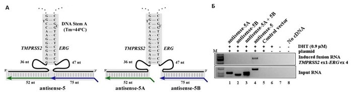 Рисунок 3 – Изучение возможного механизма инициации хромосомной перестройки под влиянием комплементарных РНК. A – виртуально смоделированное связывание одного из вариантов гибридной антисмысловой РНК (antisense-5) с удаленными друг от друга участками одноцепочечной ДНК (слева), а также двух вариантов негибридных РНК (antisense-5A и antisense-5B), взаимодействующих с теми же участками геномной ДНК порознь. Обратите внимание на участок потенциального комплементарного взаимодействия между самими цепочками ДНК около области взаимодействия с молекулами РНК. Б – экспериментальная оценка различий в инициации хромосомной перестройки гибридными РНК по сравнению с негибридными РНК. Видно, что продукт полного гибридного гена появляется в клетках, экспрессирующих гибридные антисмысловые РНК (дорожка 4), но не появляется в клетках, экспрессирующих негибридные РНК по отдельности (дорожки 1, 2) или в комбинации (дорожка 3).
