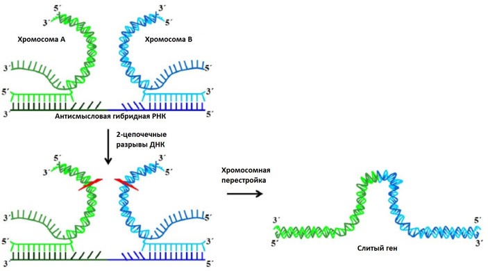 Рисунок 5 – Схематичное изображение предполагаемого механизма РНК-опосредованной хромосомной перестройки.