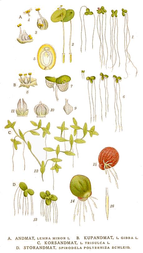 Представители рода Lemna L. (Ботаническая иллюстрация из книги К. А. М. Линдмана «Bilder ur Nordens Flora»)
