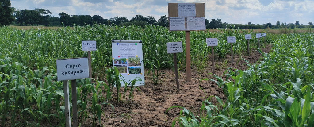 Ветка_сорго_4