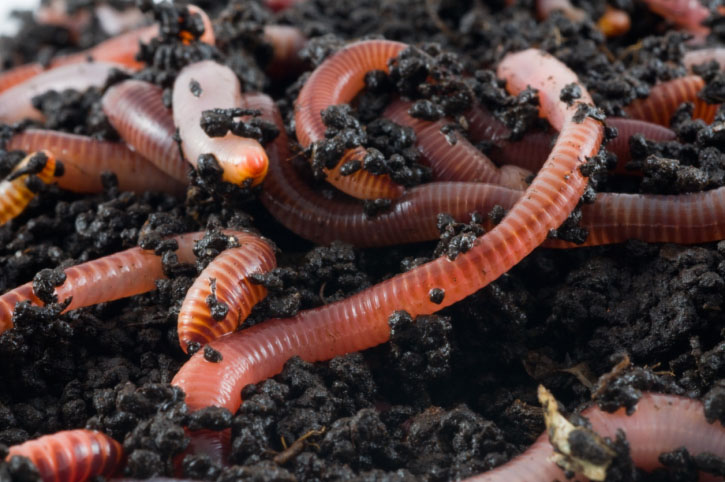 Earth worms in the earth