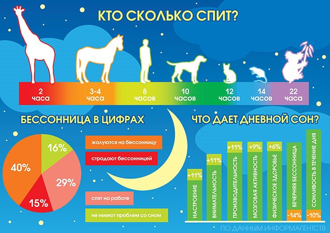 Сколько спят коты